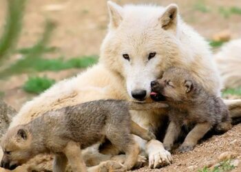 Comment Appelle-t-on un poulain de moins de 6 mois ?