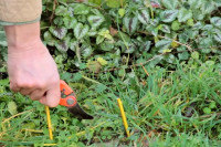 Comment Appelle-t-on une plantation de saules ?