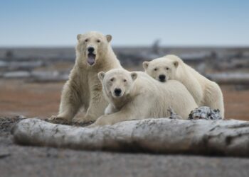 Comment Dit-on un polaire ou une polaire ?