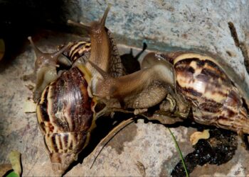 Comment Elever des escargot géant ?