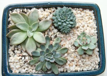 Comment Faut-il arroser les plantes grasses ?