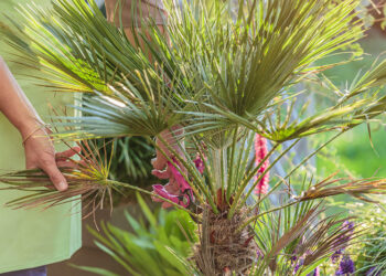 Comment Faut-il arroser un palmier ?