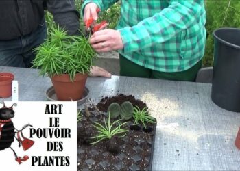 Comment Lester une plante artificielle ?