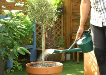 Comment Surelever une plante dans un pot ?