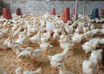 Comment abriter les poules de la pluie ?