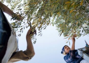 Comment accelerer la croissance d'un olivier ?