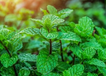 Comment aromatiser ses cigarettes à la menthe ?