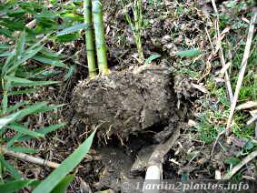 Comment arracher et replanter des bambous ?