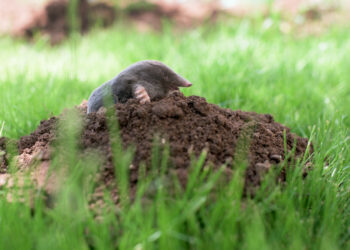 Comment arrive une taupe dans un jardin ?