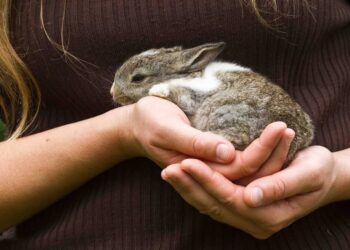 Comment arriver à caresser un lapin nain ?