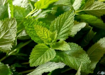 Comment arroser de la menthe ?