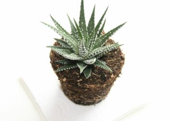 Comment arroser les mini plantes grasses ?