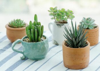 Comment arroser les plantes grasses d'intérieur ?