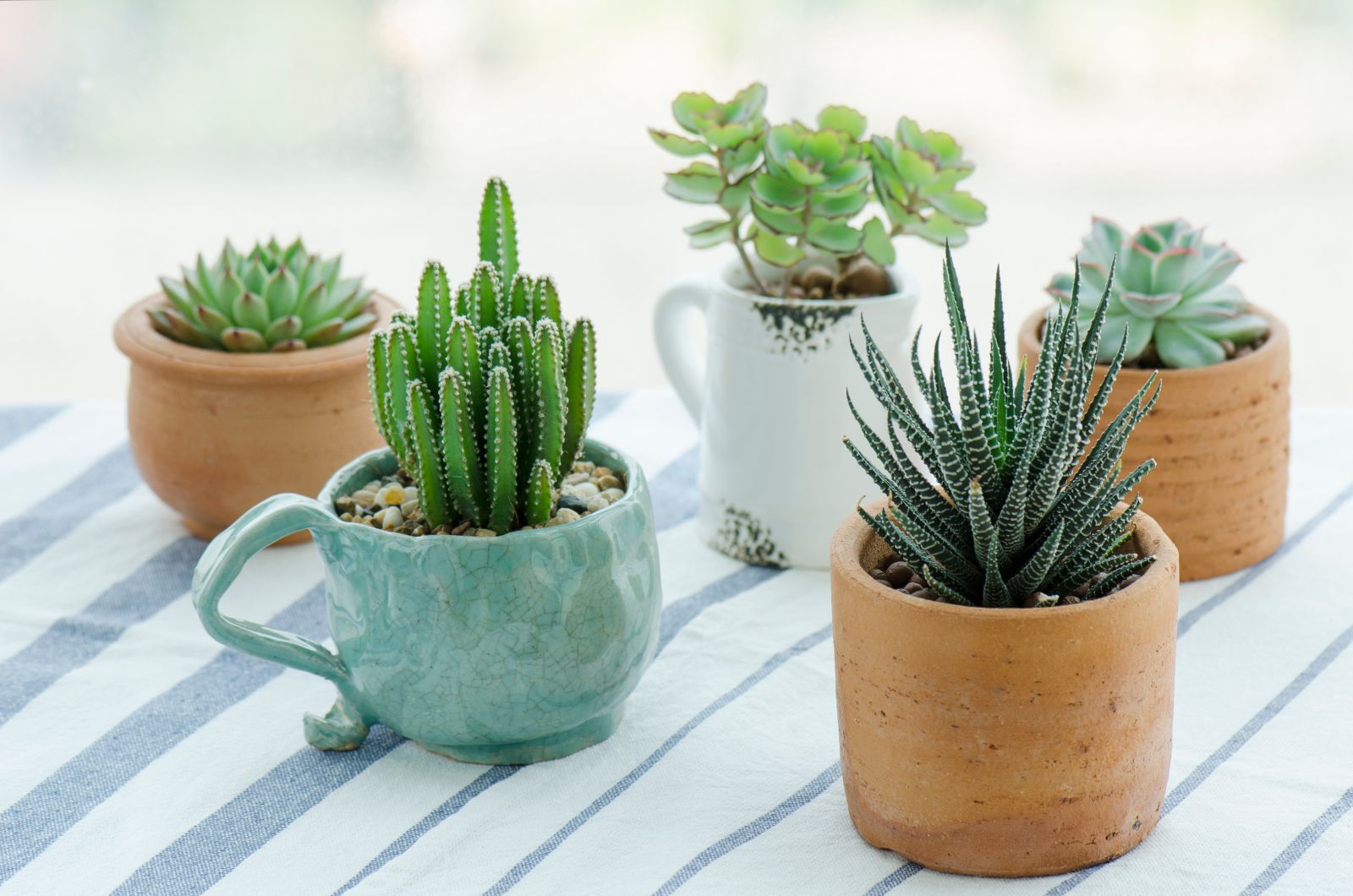 Planter Des Plantes Grasses