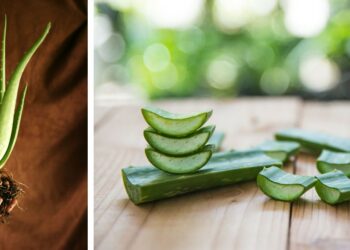Comment arroser mon aloe vera ?