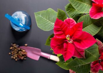 Comment arroser mon poinsettia ?