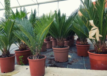 Comment arroser son palmier en pot ?