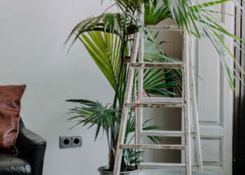 Comment arroser un Howea Forsteriana ?
