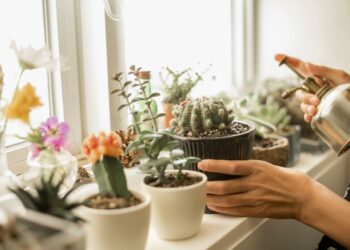 Comment arroser un crassula ?