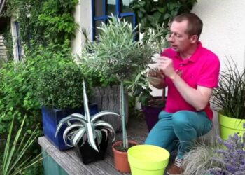 Comment arroser un olivier nain ?