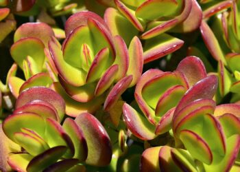 Comment arroser une crassula ?