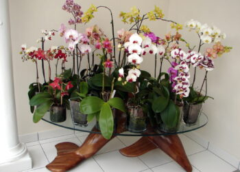 Comment arroser une orchidée dans un grand vase en verre ?