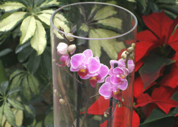 Comment arroser une orchidée dans un vase avec des billes ?