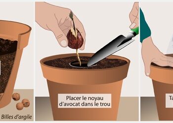 Comment arroser une plante dans un pot sans trou ?