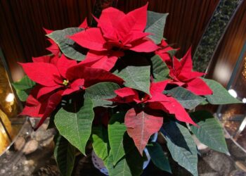 Comment arroser une rose de Noël ?