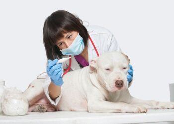 Comment assurer ses animaux ?
