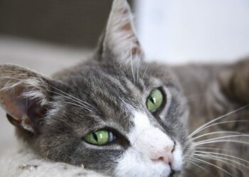 Comment assurer son chat ?