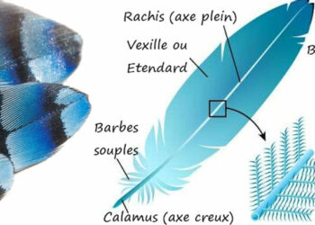 Comment attacher plume Attrape-rêve ?