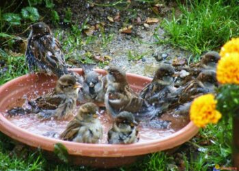 Comment attirer les oiseaux dans un bain d'oiseau ?