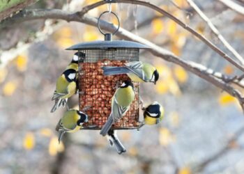 Comment attirer les oiseaux dans un bain d'oiseaux ?