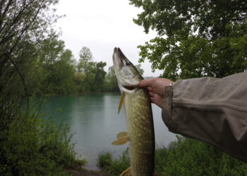 Comment attraper un poisson nettoyeur ?