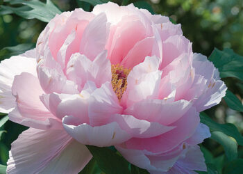 Comment avoir de belles pivoines ?