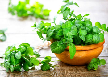 Comment avoir de la belle menthe ?