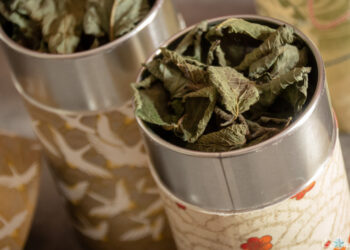 Comment avoir de la menthe toute l'année ?