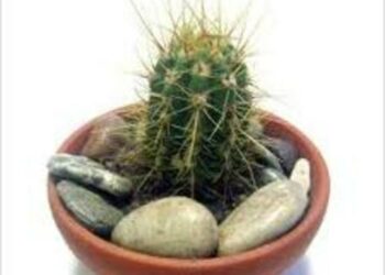 Comment avoir des cactus colorés ?