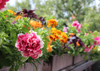 Comment avoir des fleurs toute l'année ?
