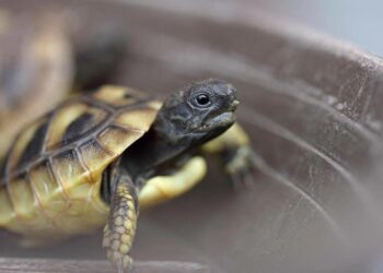 Comment avoir des œufs de tortue ?