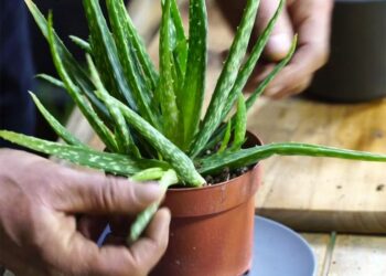 Comment avoir des rejets d'aloe vera ?
