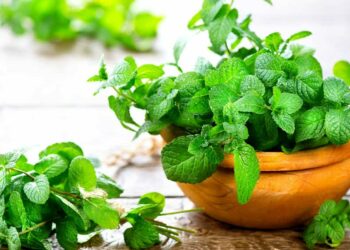 Comment avoir une belle menthe ?