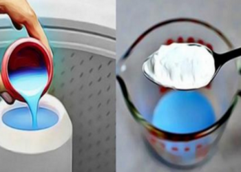 Comment avoir une maison qui sent bon avec des animaux ?