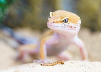 Comment bien accueillir un gecko ?