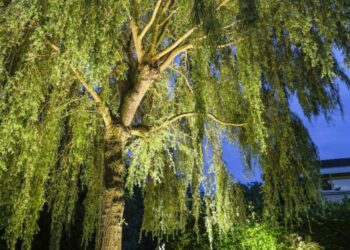 Comment bien éclairer un arbre ?
