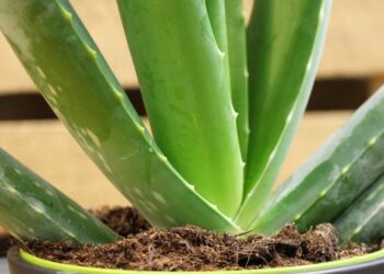 Comment bien entretenir son aloé vera ?