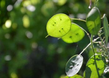 Comment blanchir la monnaie du pape ?
