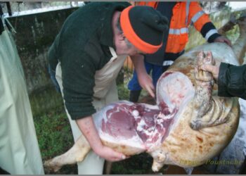 Comment boucher la vue du voisin ?