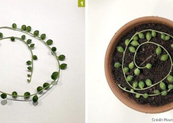 Comment bouturer un Senecio Rowleyanus ?